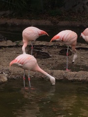 Phoenicopteriformes