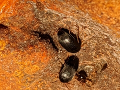Eustrophinae