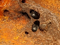 Eustrophinae