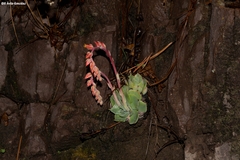 Echeveria strictiflora