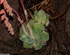 Echeveria strictiflora