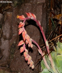 Echeveria strictiflora
