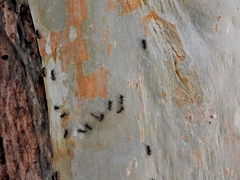 Dolichoderus bispinosus