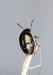 Neottiglossa bifida