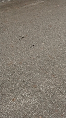 Anotogaster sieboldii