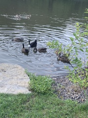 Anas platyrhynchos domesticus