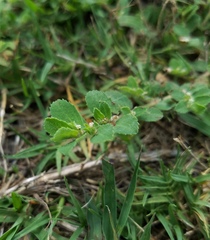 Euphorbia stictospora