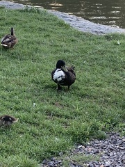 Anas platyrhynchos domesticus