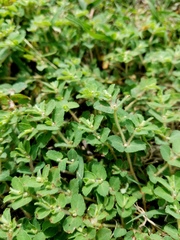 Euphorbia stictospora