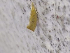 Ypsolopha lucella