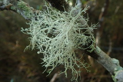 Ramalina geniculata
