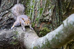 Sciurus carolinensis