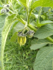 Jaltomata procumbens