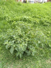 Jaltomata procumbens