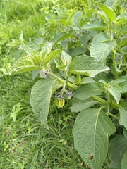 Jaltomata procumbens