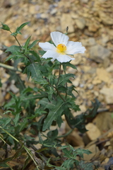 Argemone grandiflora