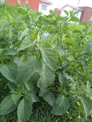 Jaltomata procumbens