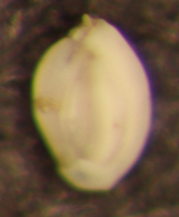 Quinqueloculina