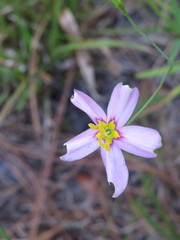 Sabatia stellaris