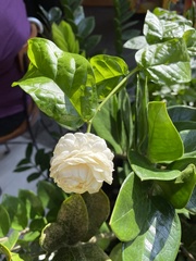 Angiospermae