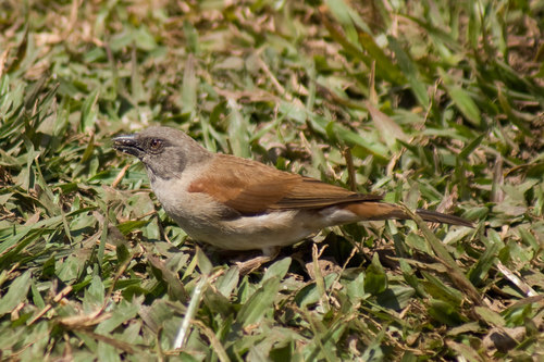 Northern Grey-headed Sparrow