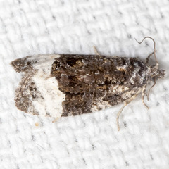 Apotomis capreana