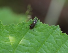 Macrophya punctumalbum