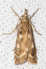 Occidentalia comptulatalis