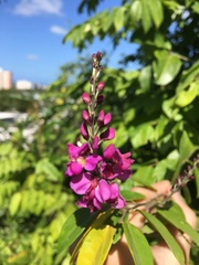 Securidaca diversifolia