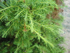 Juniperus rigida