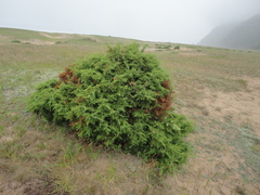 Juniperus rigida