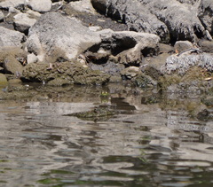 Lithobates catesbeianus