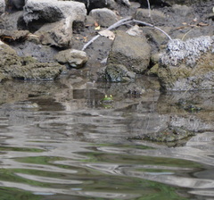 Lithobates catesbeianus