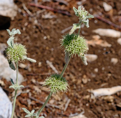Marrubium incanum