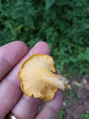 Cantharellus chicagoensis