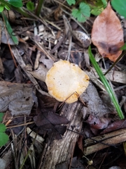 Cantharellus chicagoensis