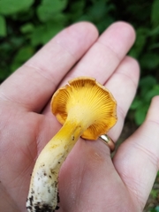 Cantharellus chicagoensis