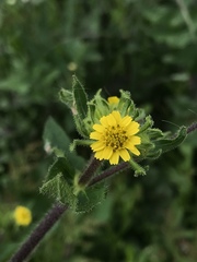 Asteraceae