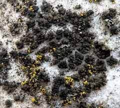 Endocarpon pallidulum