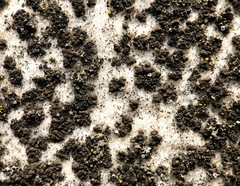 Endocarpon pallidulum