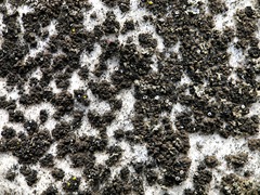 Endocarpon pallidulum