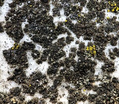 Endocarpon pallidulum