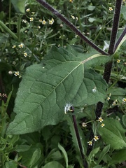 Asteraceae