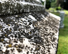 Endocarpon pallidulum