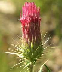 Cirsium arizonicum arizonicum