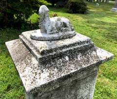 Endocarpon pallidulum