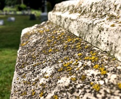 Endocarpon pallidulum