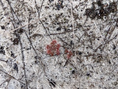 Drosera capillaris