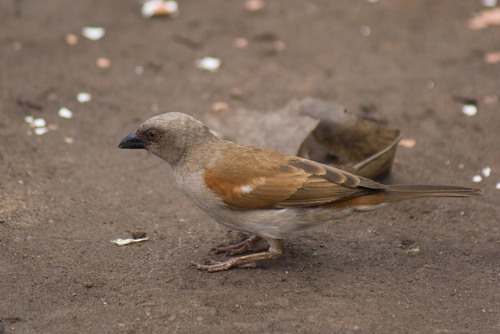 Northern Grey-headed Sparrow