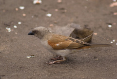 Northern Grey-Headed Sparrow photo 3